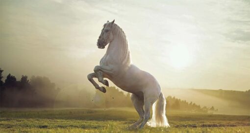 M802 5 The White Horse Wallpaper The White Horse Wallpaper