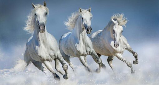 The White Running Horses Wallpaper - Image 2