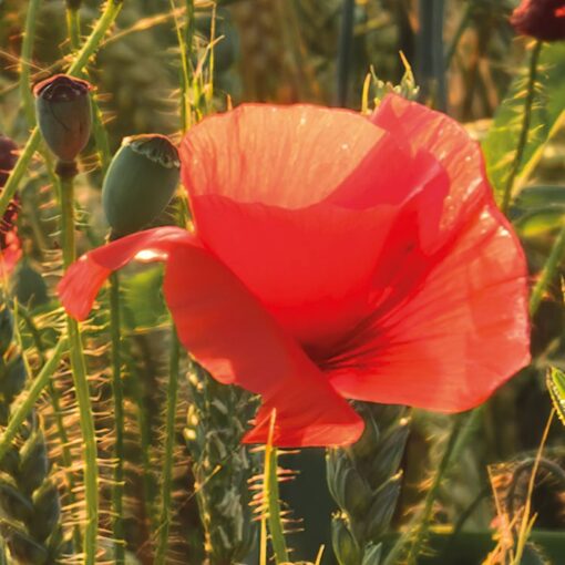 Poppy World I  Wallmural ( 250 x 280 cm) - Image 5