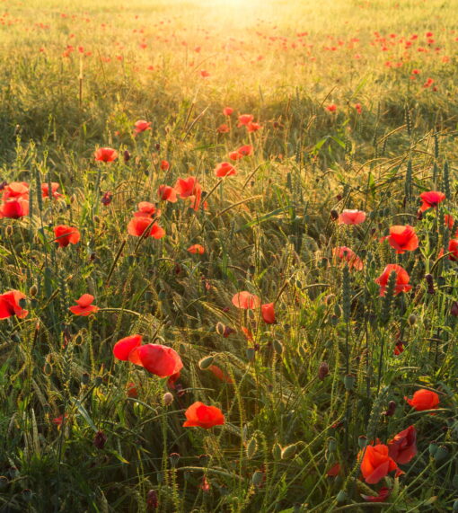 Poppy World I  Wallmural ( 250 x 280 cm) - Image 2