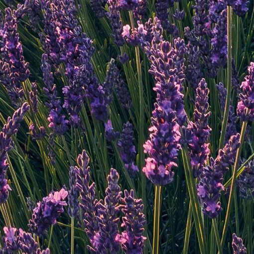 SHX9 052 Lavender Dream A1 Lavender Dream Wallmural ( 450 x 280 cm) Lavender Dream Wallmural ( 450 x 280 cm)