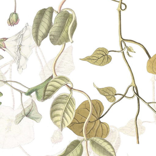 Hedera Wallmural ( 300 x 280 cm) - Image 4