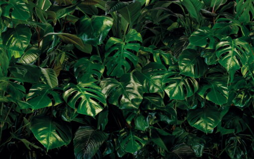 Tropical Wall Wallmural ( 400 x 250 cm) - Image 2