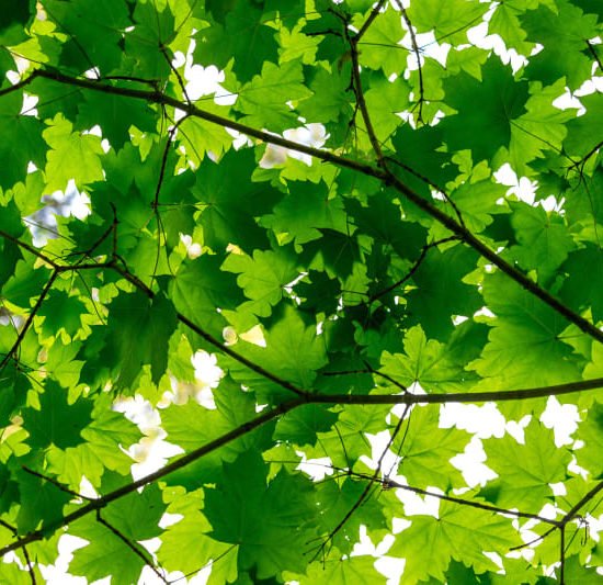 R10181 image1 Maple Leaves Wallmural - Premium Maple Leaves Wallmural - Premium