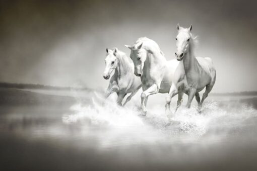 Horses Wallmural - Premium - Image 2