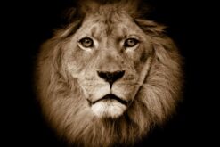 R11101 image1 Lion Wallmural - Premium Lion Wallmural - Premium