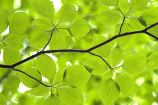 Leaves Wallmural - Premium - Image 2