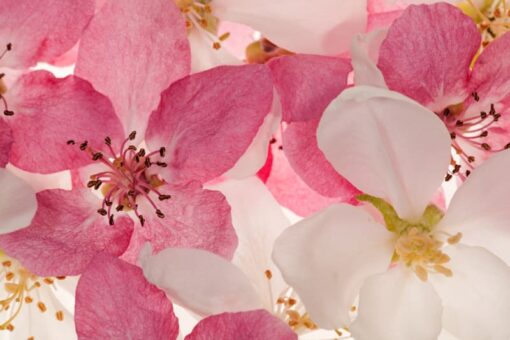 Apple Blossom Wallmural - Premium - Image 2