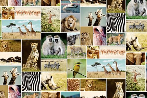 Africa Wallmural - Premium - Image 2