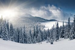 R11571 image1 Winter Wallmural - Premium Winter Wallmural - Premium