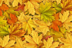 R11931 image1 Autumn Leaves Wallmural - Premium Autumn Leaves Wallmural - Premium