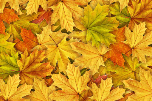 Autumn Leaves Wallmural - Premium - Image 2