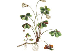 R11961 image1 Oxalis Wallmural - Premium Oxalis Wallmural - Premium