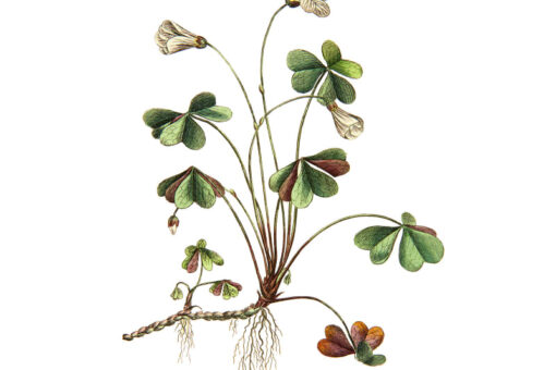 Oxalis Wallmural - Premium - Image 2