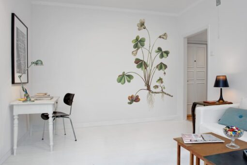 Oxalis Wallmural - Premium