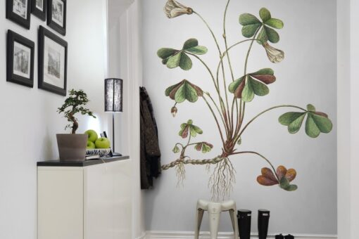 Oxalis Wallmural - Premium - Image 3