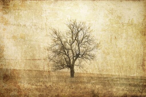 The Lonely Tree Wallmural - Premium - Image 2