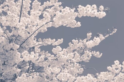 Blossom For The Bees Wallmural - Premium - Image 2