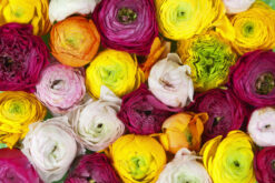 R13011 image1 Ranunculus Wallmural - Premium Ranunculus Wallmural - Premium