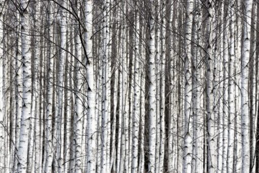 Birch Trunks Wallmural - Premium - Image 2