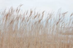 R13602 image1 Swaying Reed Wallmural - Premium Swaying Reed Wallmural - Premium