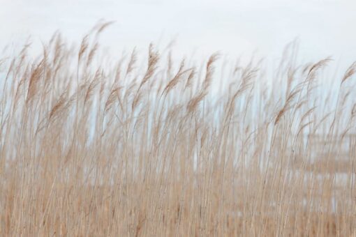 Swaying Reed Wallmural - Premium - Image 2