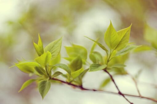 Green Leaves Wallmural - Premium - Image 2