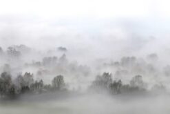 R15301 image1 Morning Fog Wallmural - Premium Morning Fog Wallmural - Premium