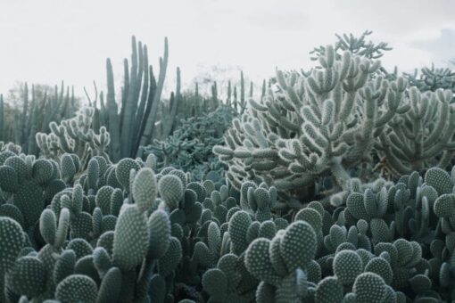 Cacti Wallmural - Premium - Image 2