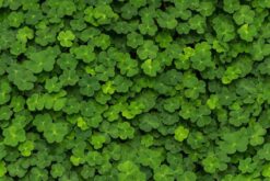 R15841 image1 Clover Wallmural - Premium Clover Wallmural - Premium