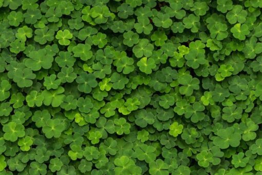 Clover Wallmural - Premium - Image 2