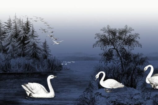 Swan Lake, Nightfall Wallmural - Premium - Image 2