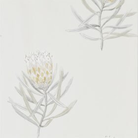 Daffodil/Natural