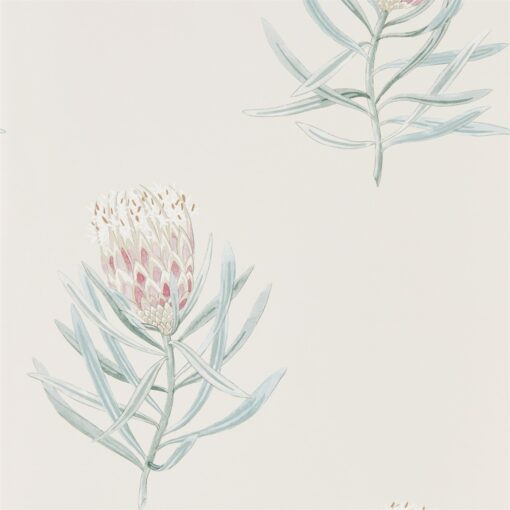 PROTEA FLOWER - Image 5