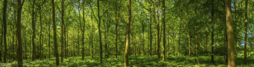 Emerald Green Panorama Forest Mural - Image 2