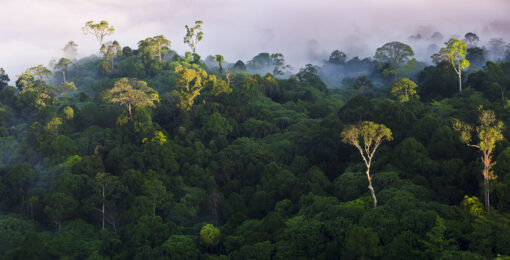 Sunrise at Lowland Rainforest Mural - Image 2