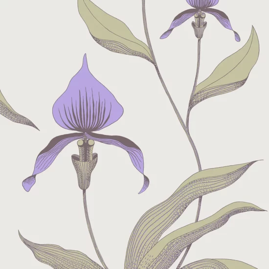 Orchid Image Flatshot Item 66 4024 1255x1800 ORCHID ORCHID