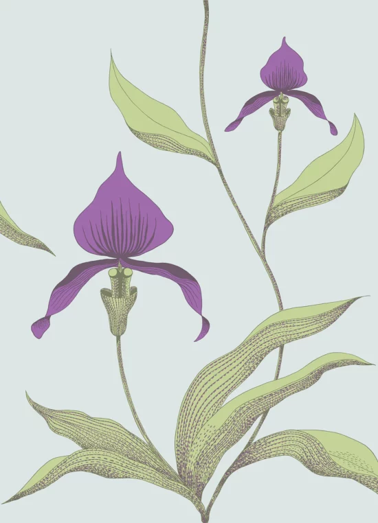 Orchid Image Flatshot Item 66 ORCHID ORCHID