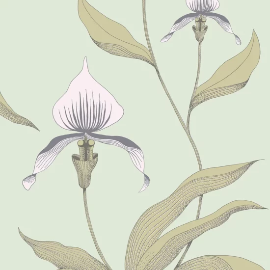 Orchid Image Flatshot Item 66 4028 1300x1800 ORCHID ORCHID
