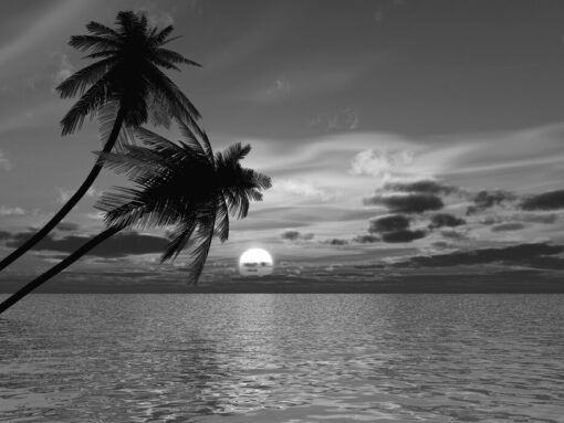 coconut palm sunset bw Coconut Palm Sun Mural Coconut Palm Sun Mural