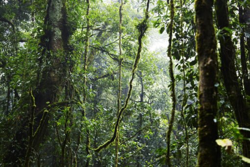 tropical forest Tropical Forest Mural Tropical Forest Mural