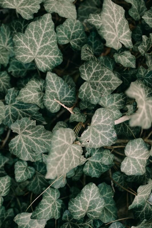 Evershine Wall