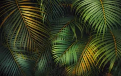 Tropical Palm Leaf Wall Mural - Greenery Jungle Wallpaper - Image 3